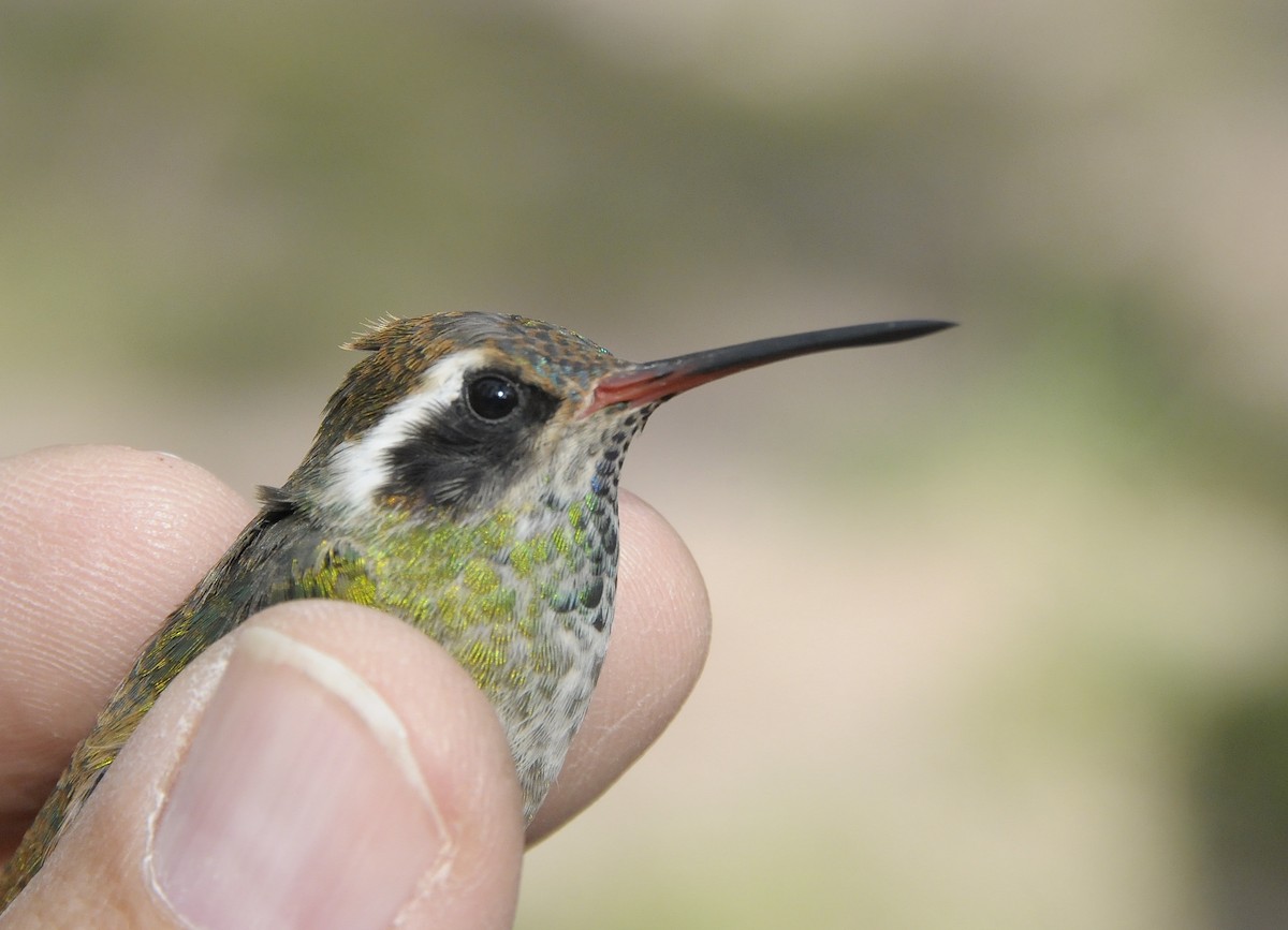 White-eared Hummingbird - ML646273534