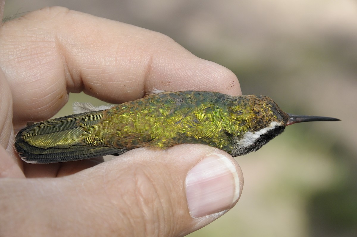 White-eared Hummingbird - ML646273535