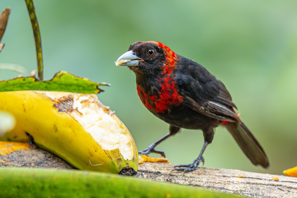Crimson-collared Tanager - ML646273537