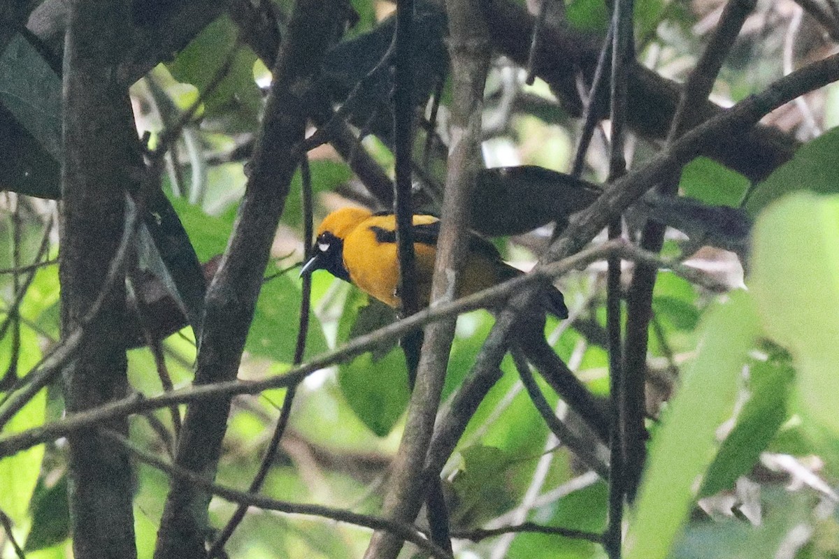 Golden Monarch - ML646273538