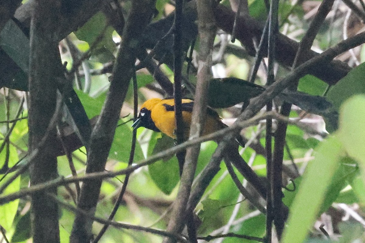 Golden Monarch - ML646273539