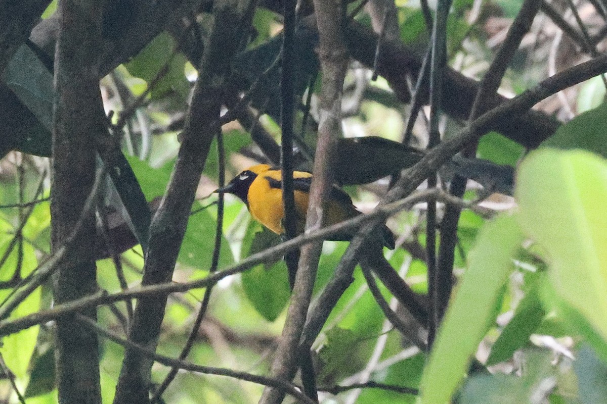 Golden Monarch - ML646273540