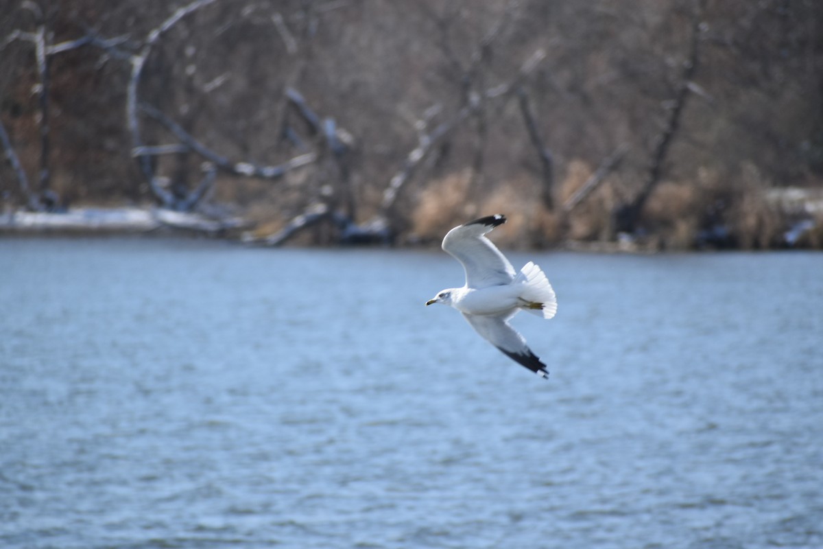 Ring-billed Gull - ML646273542