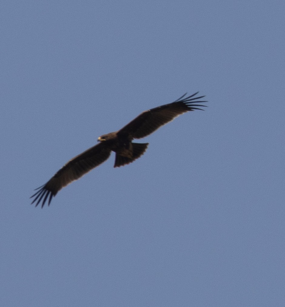Indian Spotted Eagle - ML646273543
