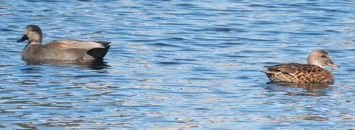 Gadwall - ML646273544