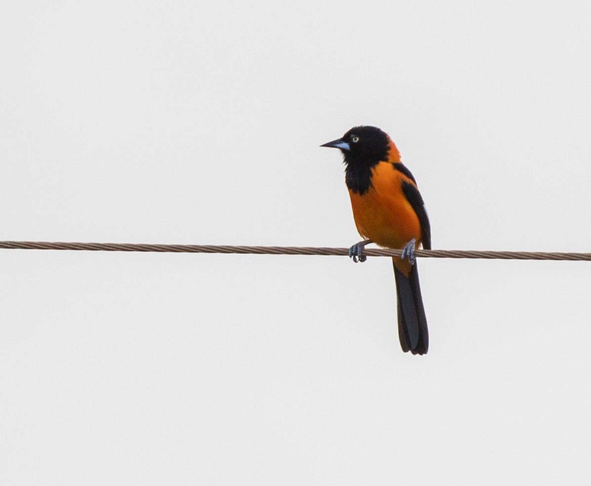 Campo Troupial - ML646273545