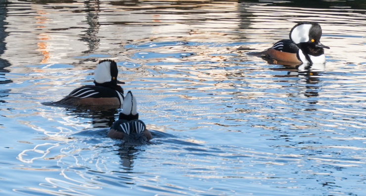 Hooded Merganser - ML646273546