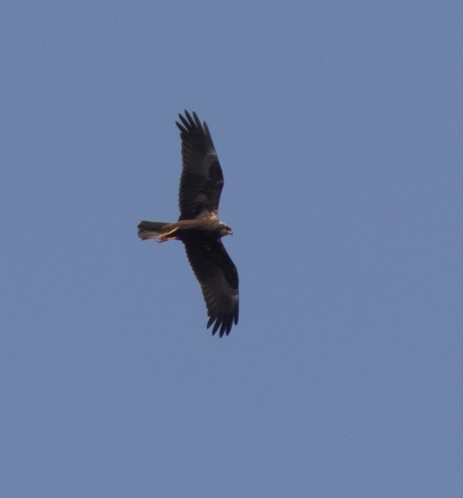 Indian Spotted Eagle - ML646273547