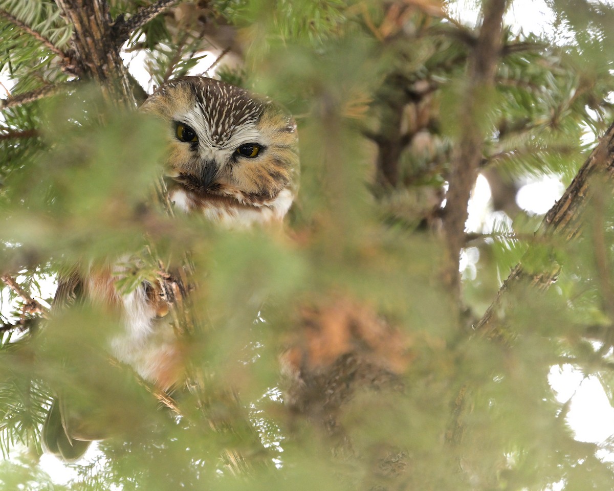 sýc americký - ML646273551