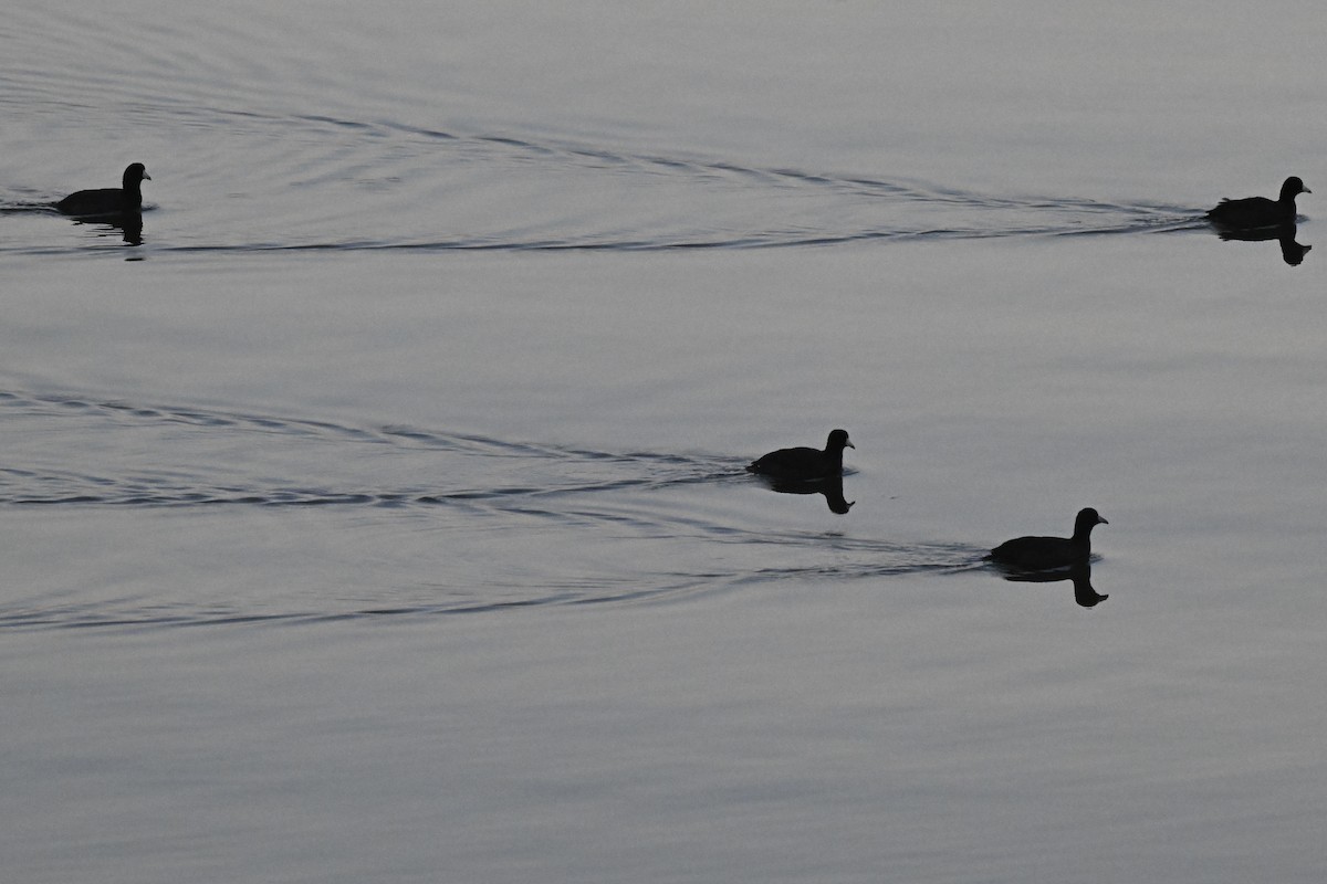 アメリカオオバン - ML646273552