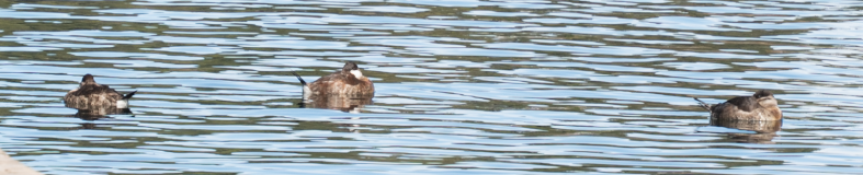 Ruddy Duck - ML646273558