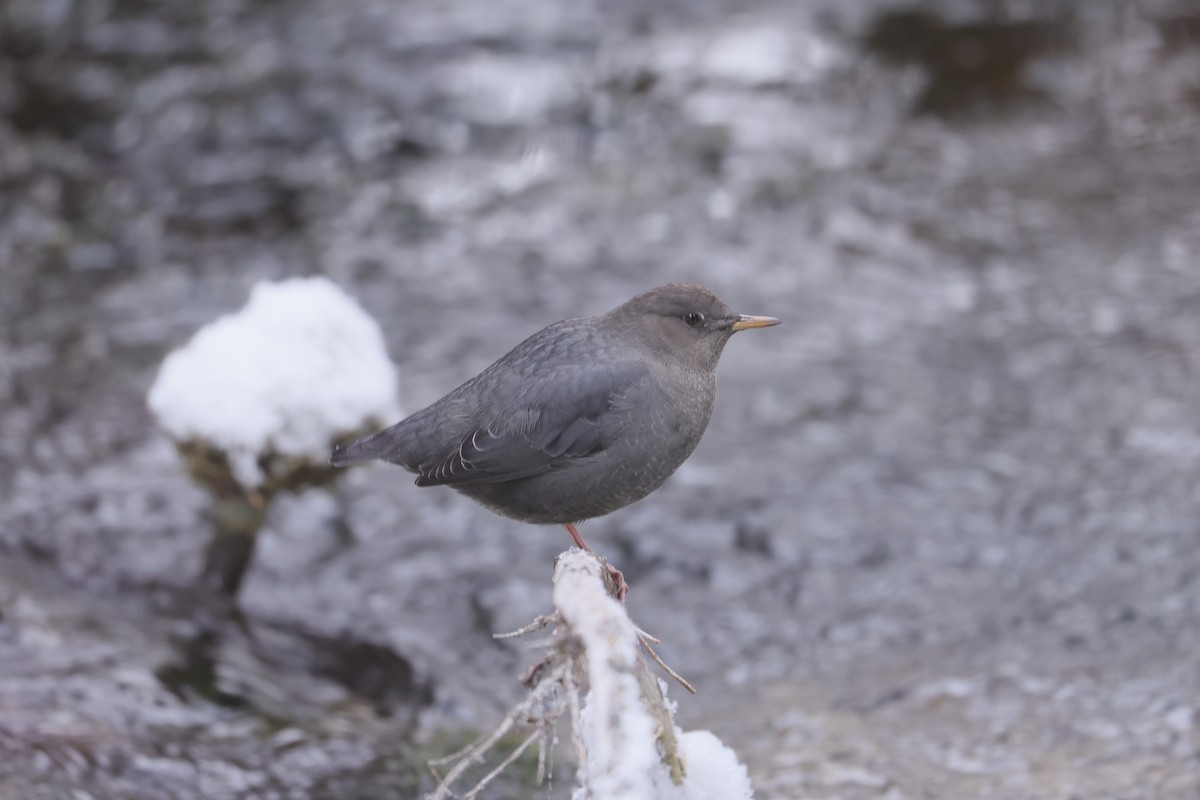 American Dipper - ML646273563