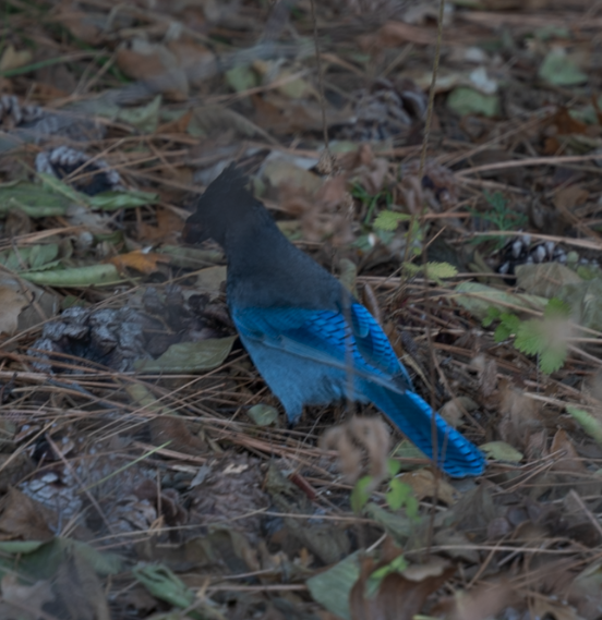 Steller's Jay - ML646273568