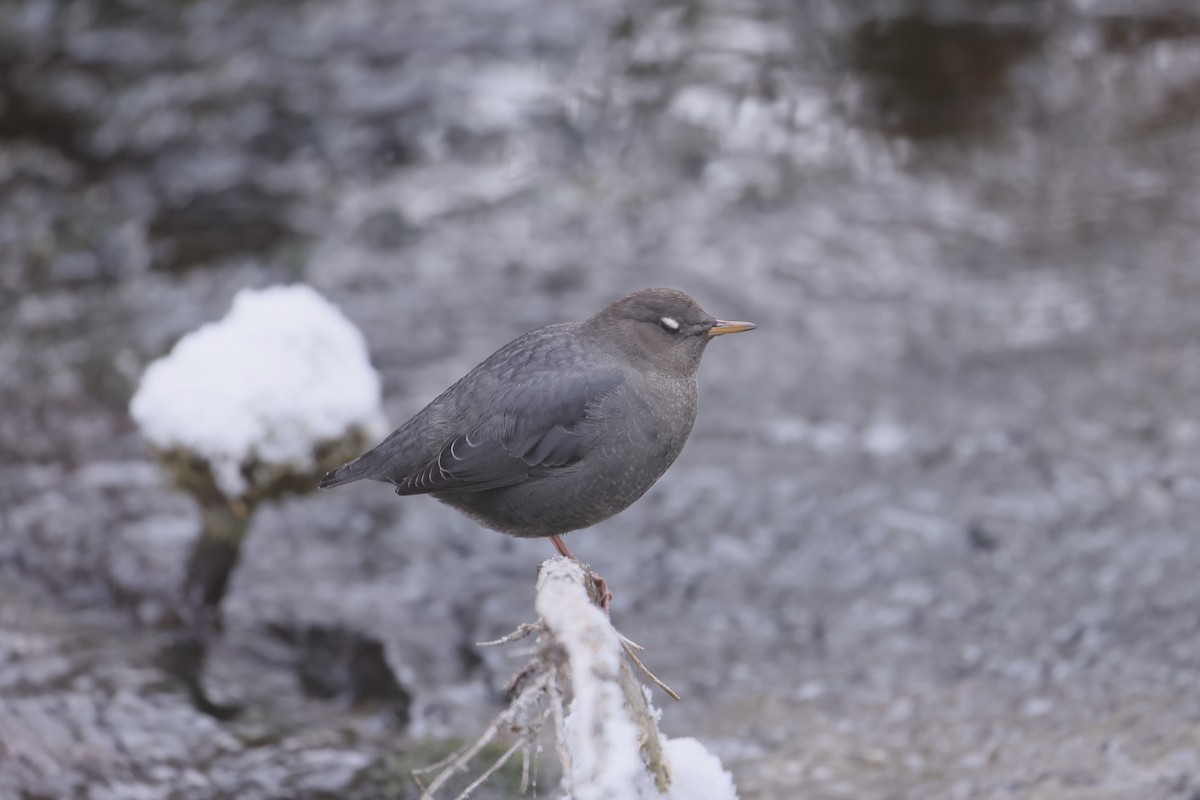 American Dipper - ML646273569