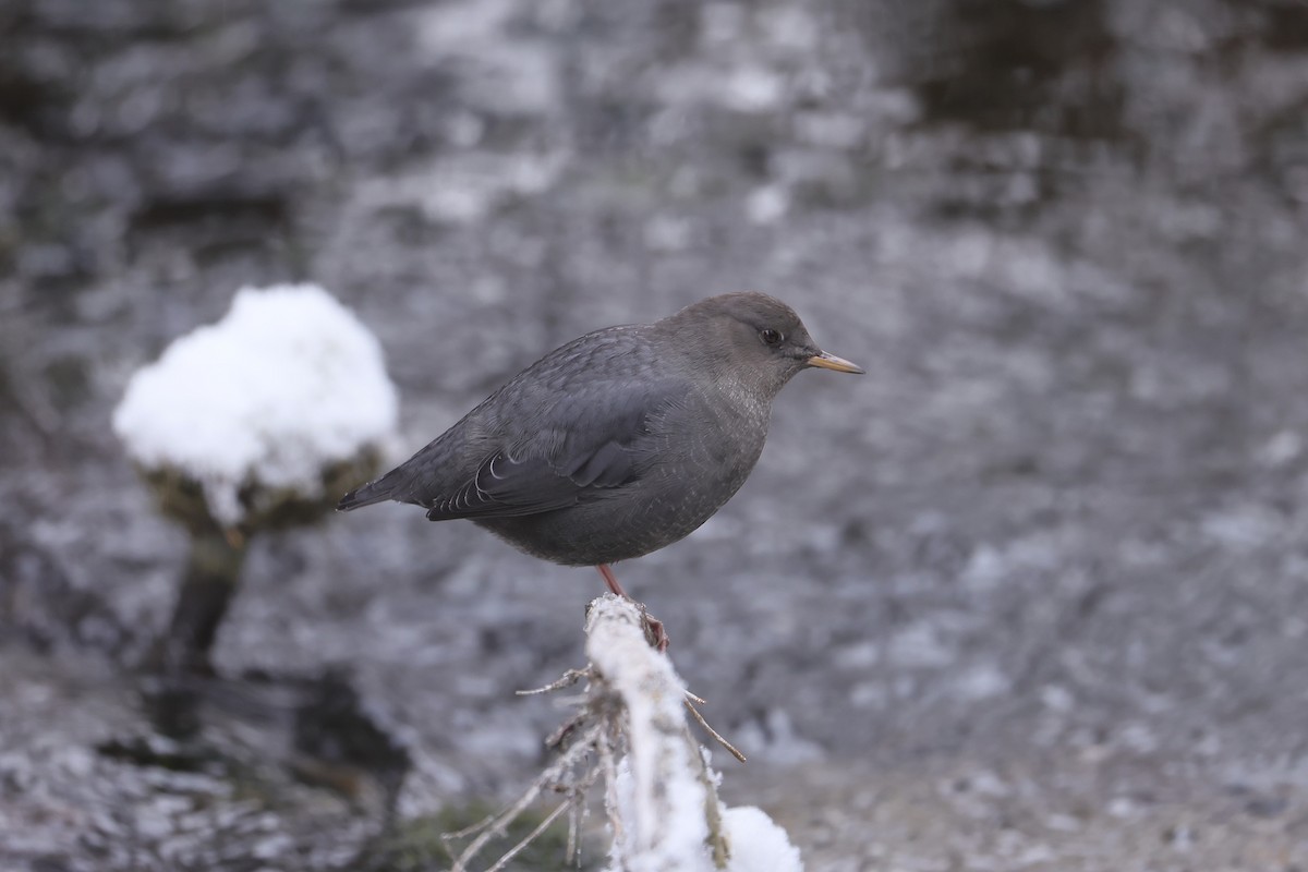 American Dipper - ML646273572