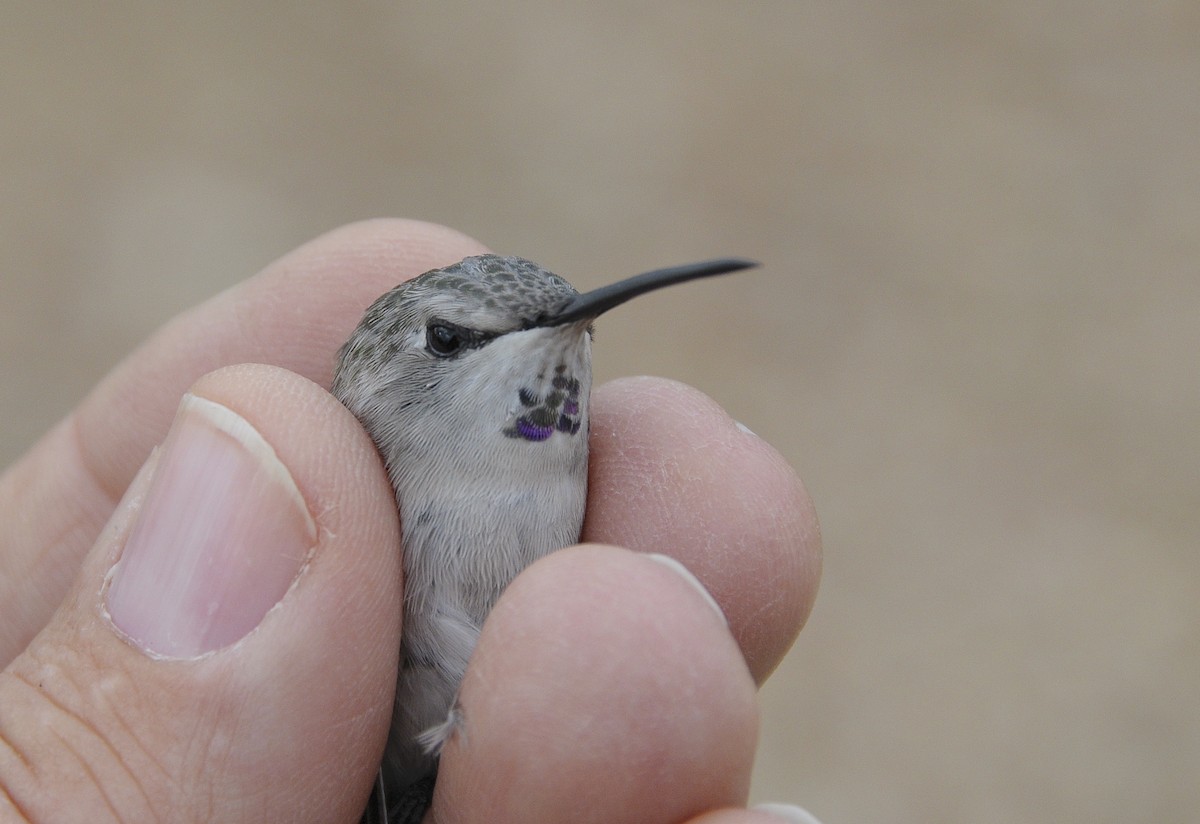 コスタハチドリ - ML646273576