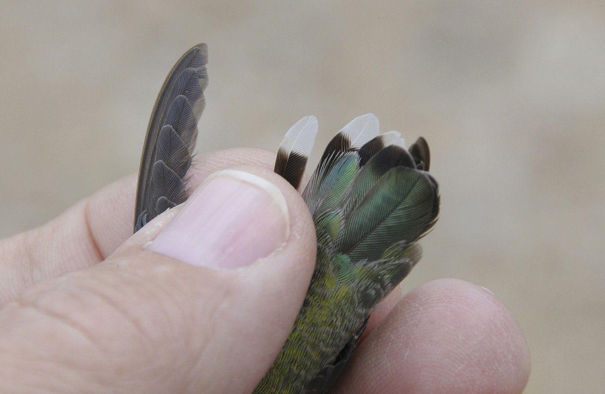 コスタハチドリ - ML646273582