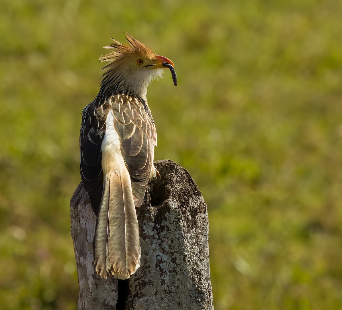 Guira Cuckoo - ML646273585