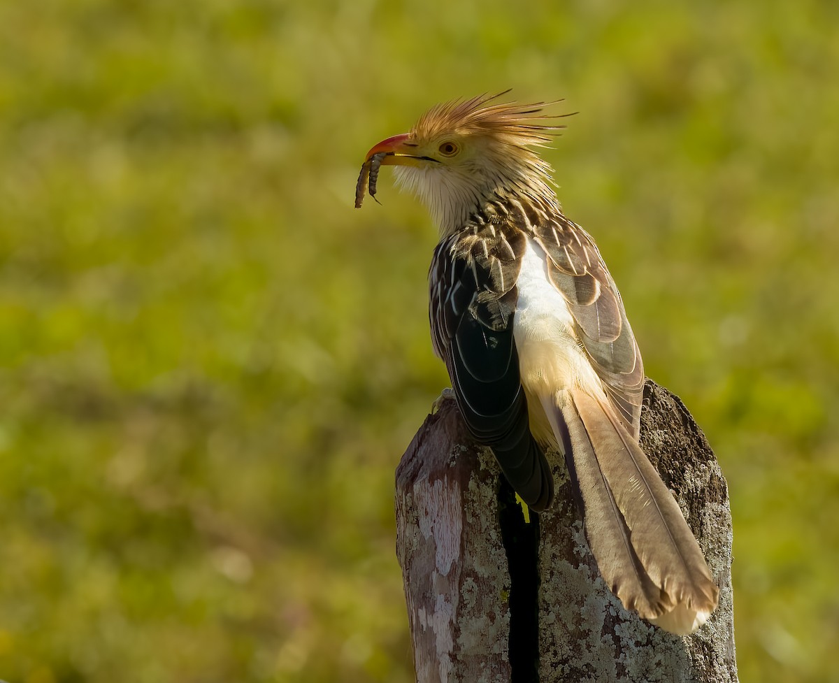 Guira Cuckoo - ML646273586