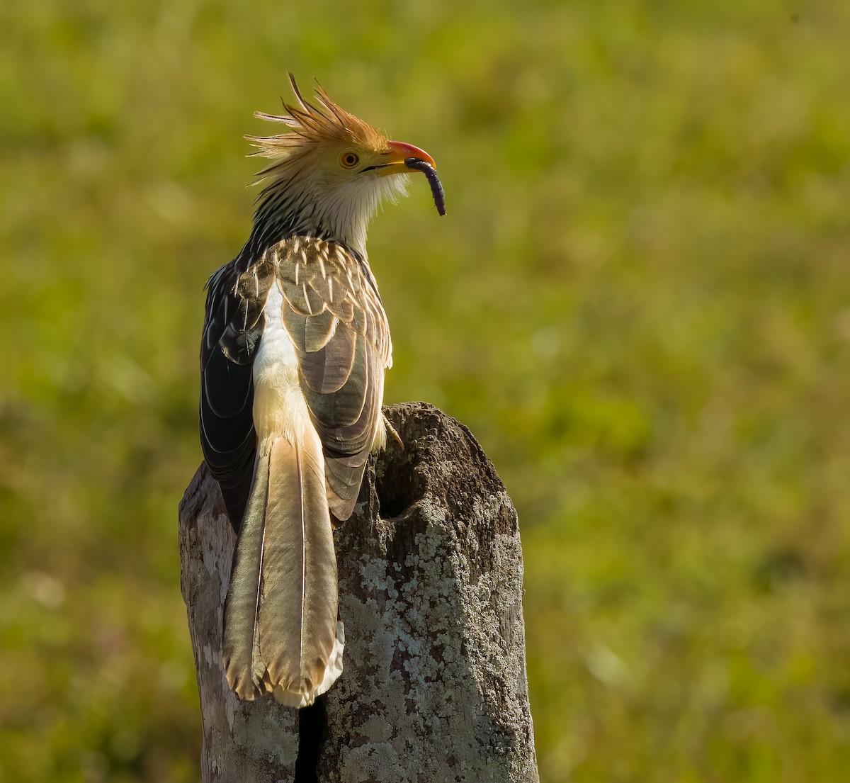 Guira Cuckoo - ML646273587