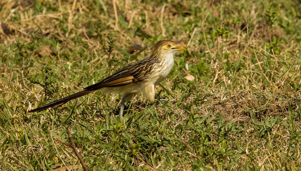 Guira Cuckoo - ML646273588