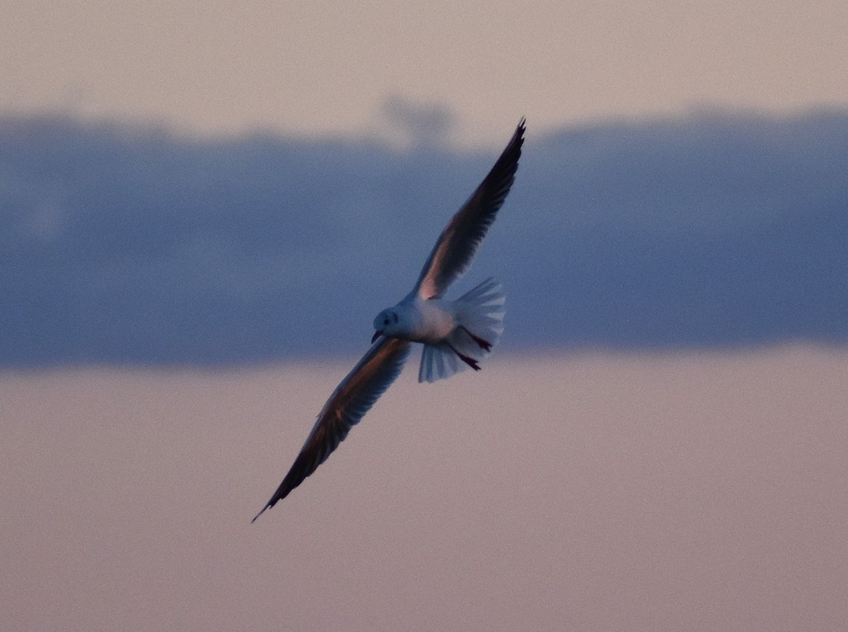 紅嘴鷗 - ML646273592