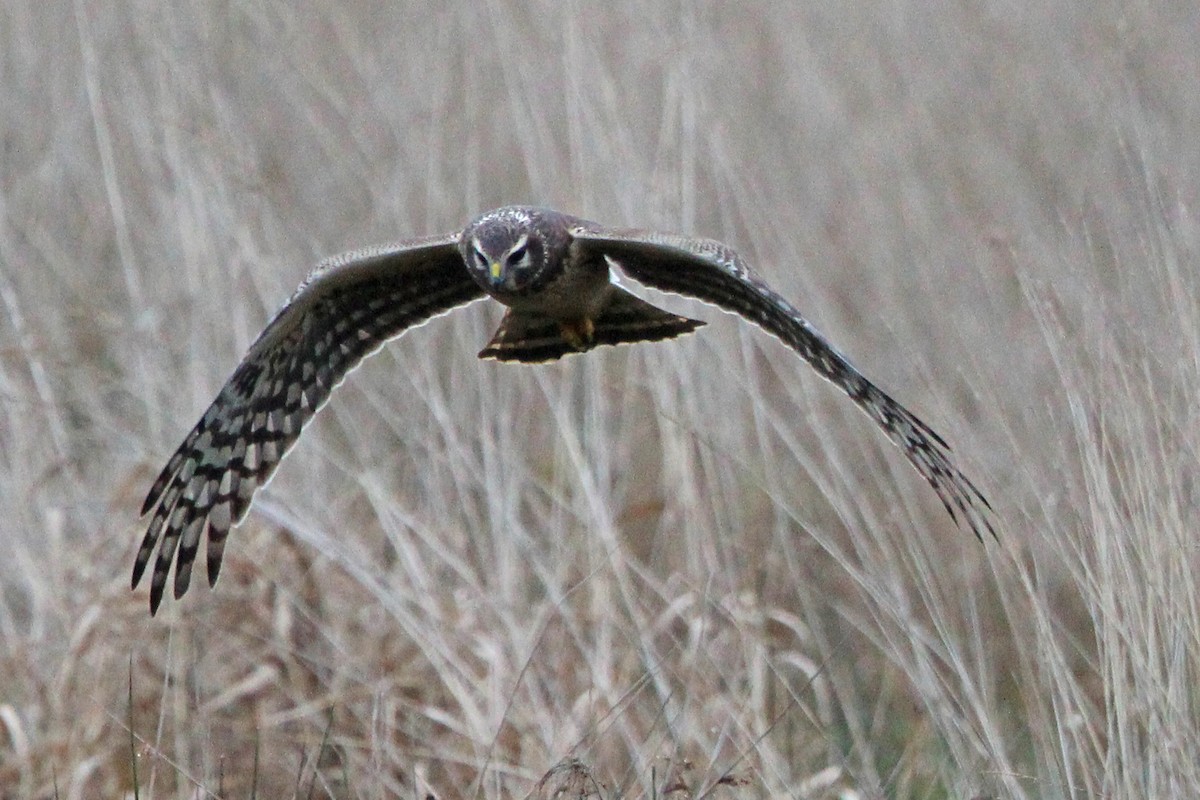 Busard des marais - ML646273594