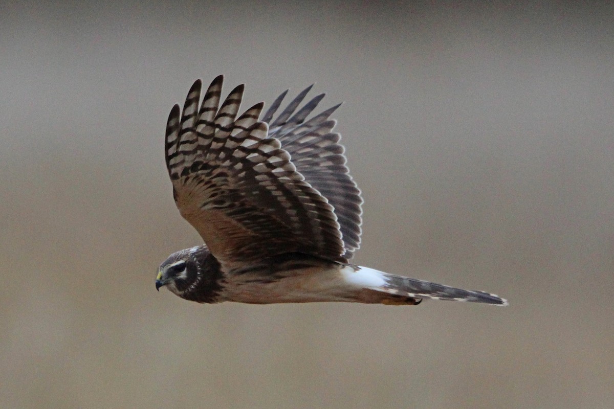 Busard des marais - ML646273595