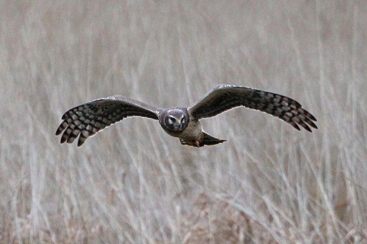 Busard des marais - ML646273596