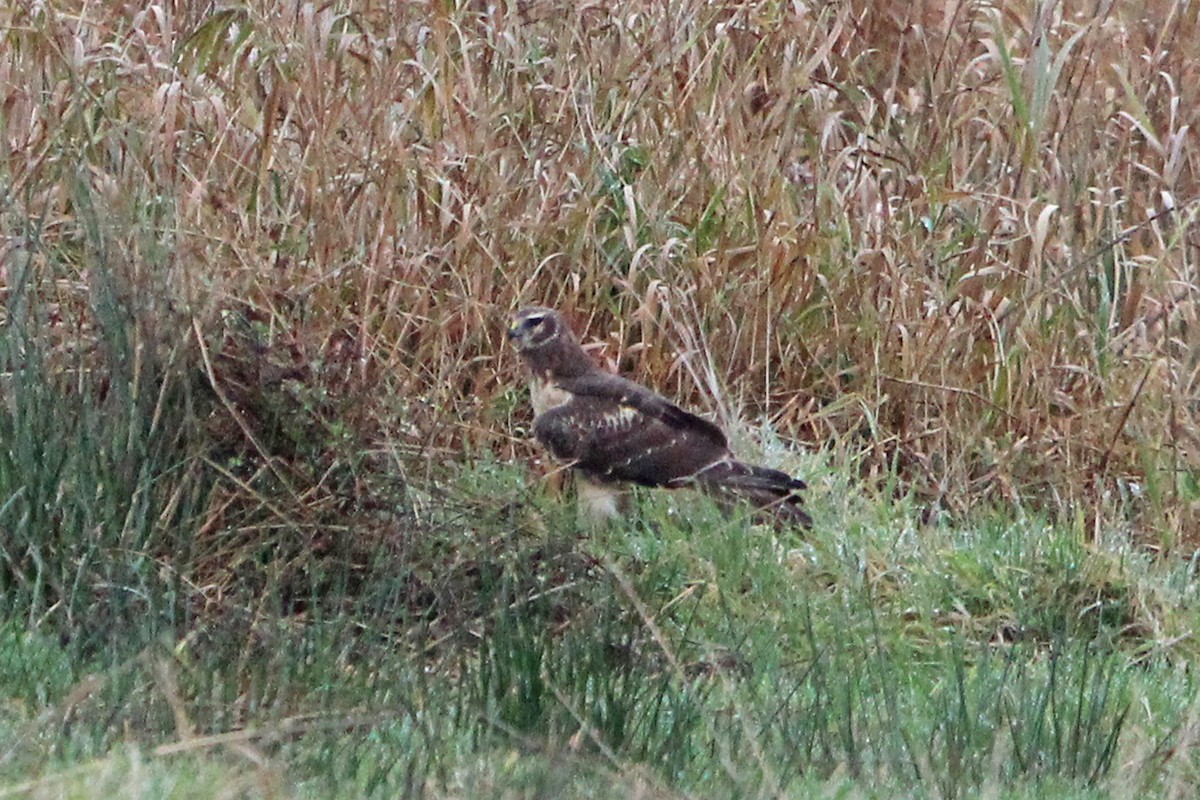 Busard des marais - ML646273597