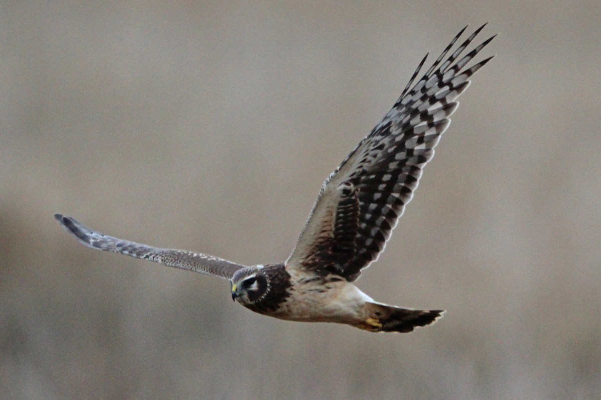 Busard des marais - ML646273598