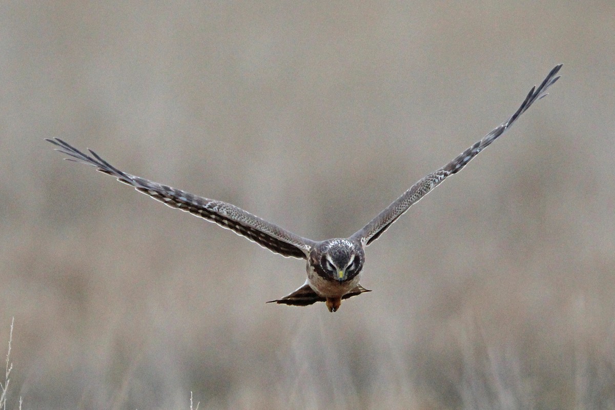 Busard des marais - ML646273599