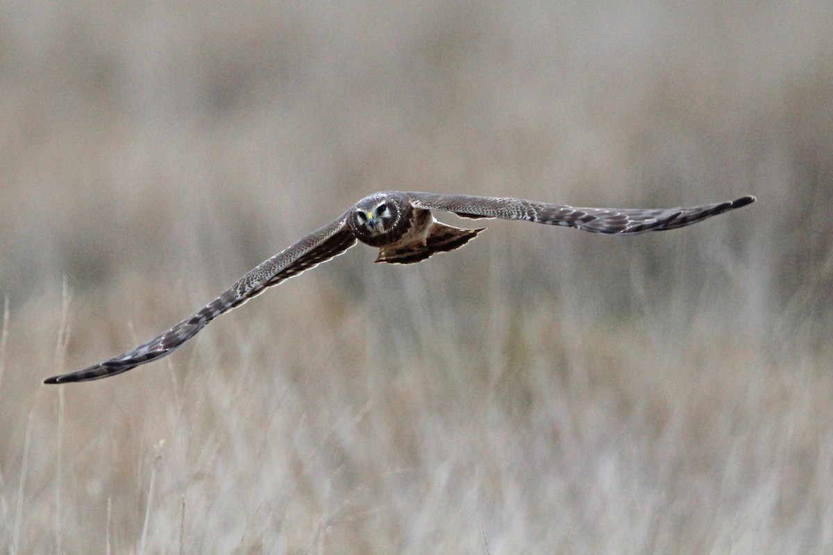 Busard des marais - ML646273600