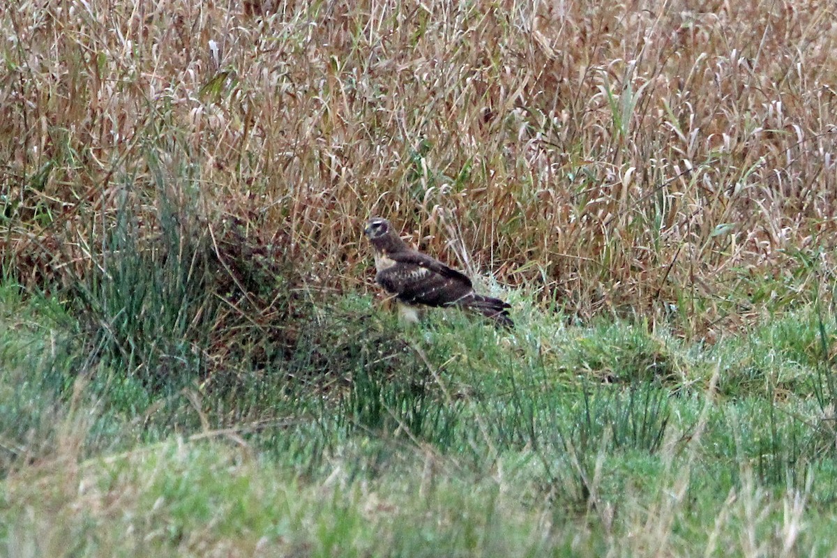 Busard des marais - ML646273601