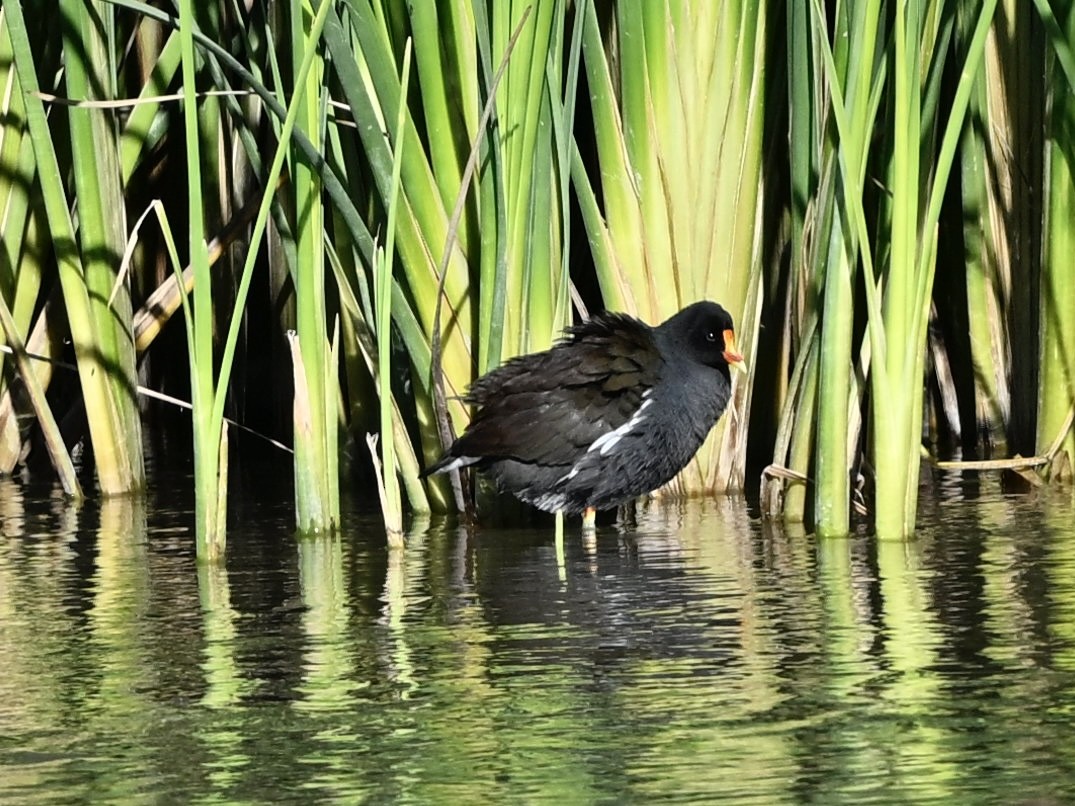 Amerika Sutavuğu - ML646273602