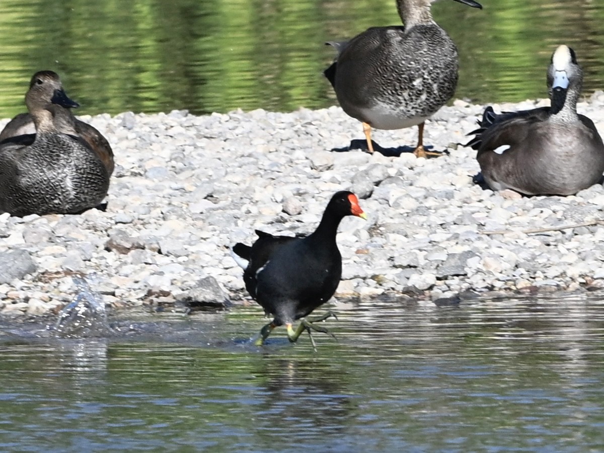 Amerika Sutavuğu - ML646273603