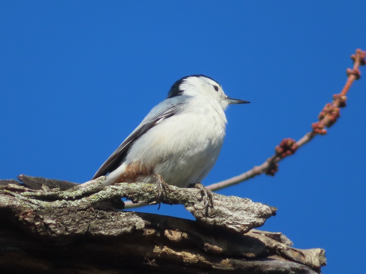 Sittelle à poitrine blanche - ML646273604
