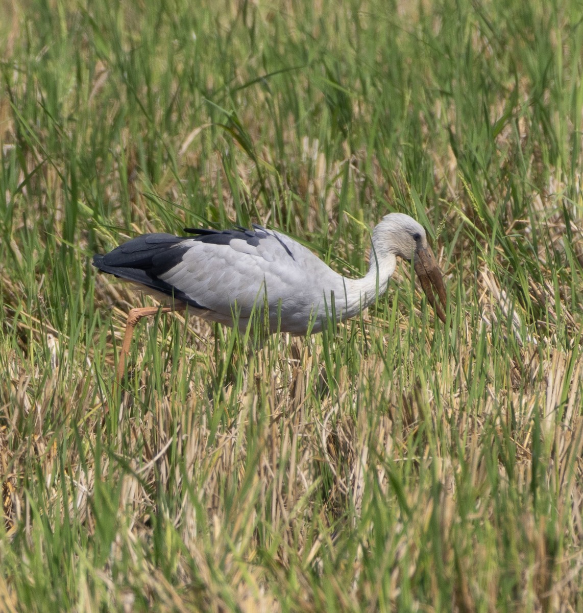 Bec-ouvert indien - ML646273605