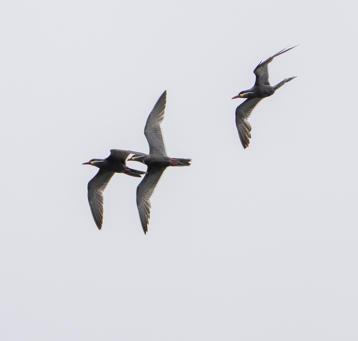 Sterne inca - ML646273607