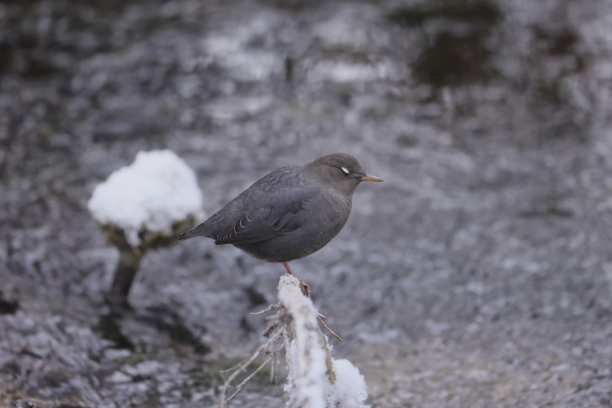 Cincle d'Amérique - ML646273608