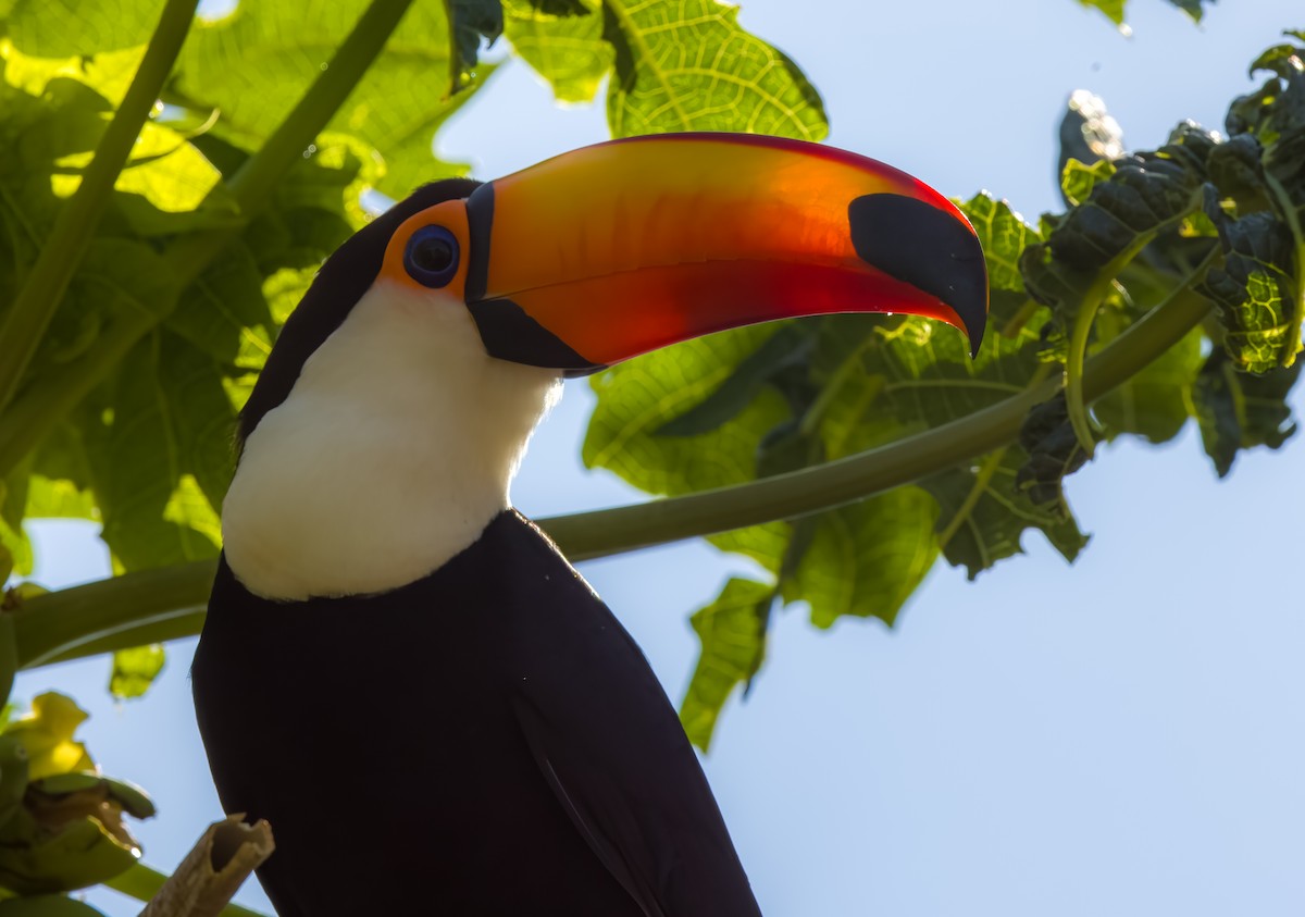 Toucan toco - ML646273609