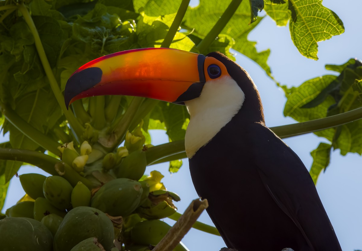 Toucan toco - ML646273610