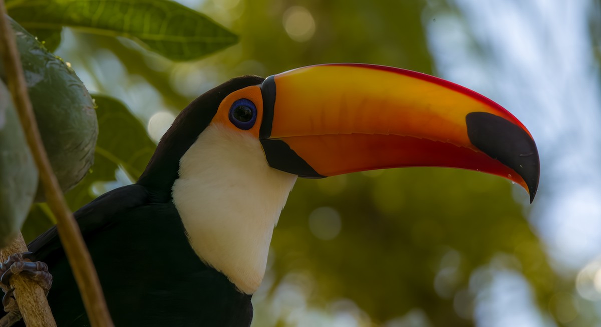 Toucan toco - ML646273611