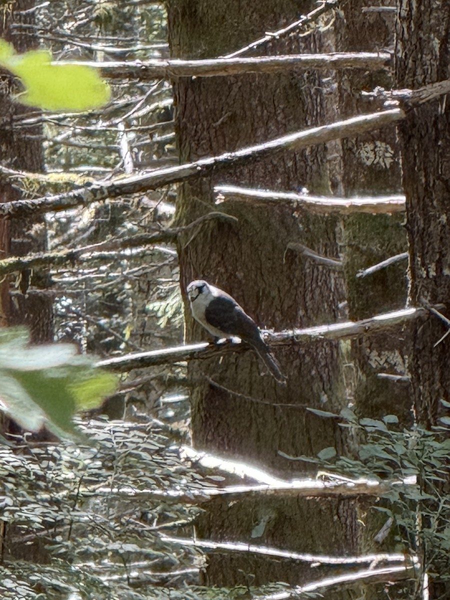 Mésangeai du Canada - ML646273612