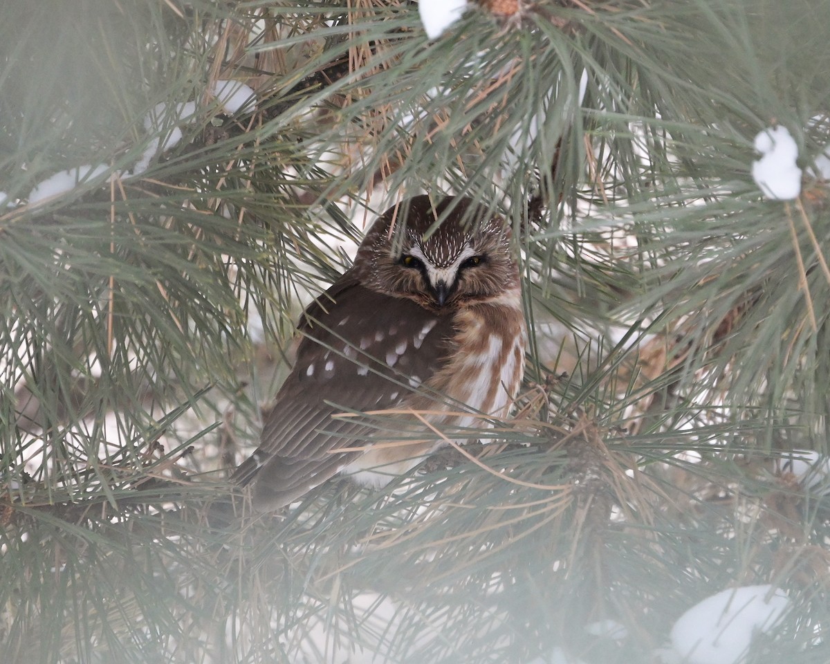 Petite Nyctale - ML646273613