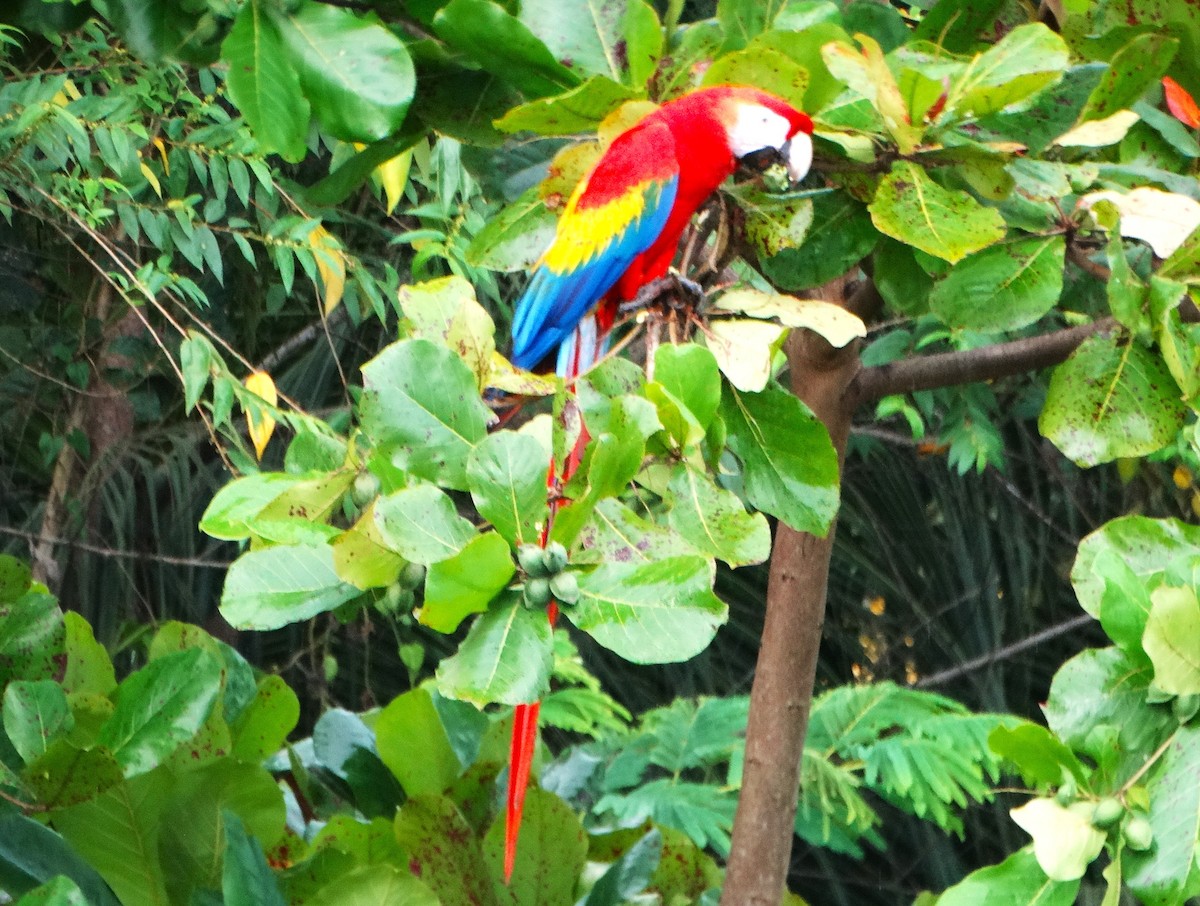 Ara rouge - ML646273614