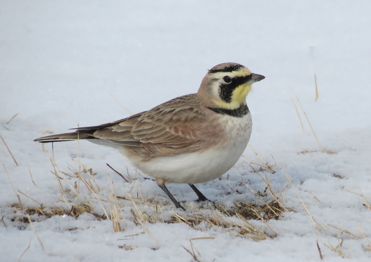 Alouette hausse-col - ML646273616