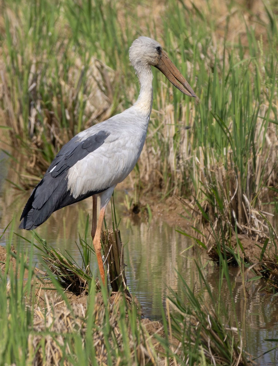 Bec-ouvert indien - ML646273617