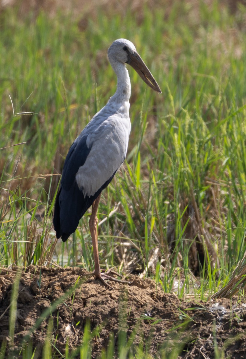 Bec-ouvert indien - ML646273618