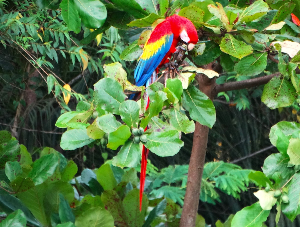 Ara rouge - ML646273620